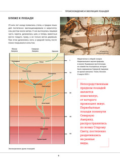 Лошади. Большая визуальная энциклопедия 9