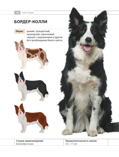 Определитель собак. Физические характеристики и особеннности породы 10