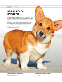 Определитель собак. Физические характеристики и особеннности породы 14