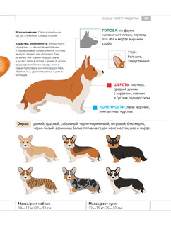 Определитель собак. Физические характеристики и особеннности породы 15