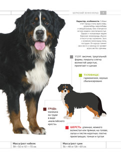 Определитель собак. Физические характеристики и особеннности породы 7