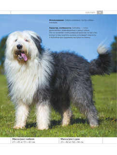 Определитель собак. Физические характеристики и особеннности породы 9