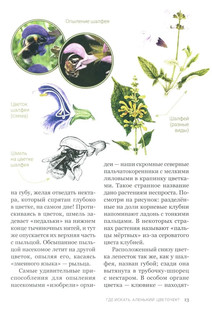 Аленький цветочек, или Растения-изобретатели 11