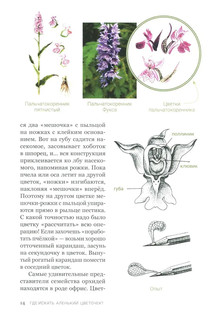 Аленький цветочек, или Растения-изобретатели 12