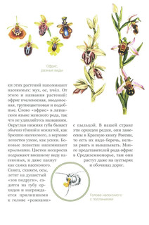 Аленький цветочек, или Растения-изобретатели 13