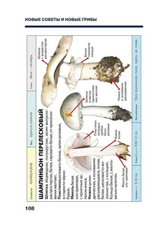 Путеводитель по грибным местам. Город и окрестности 2