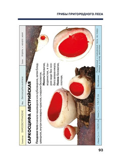 Путеводитель по грибным местам. Город и окрестности 3
