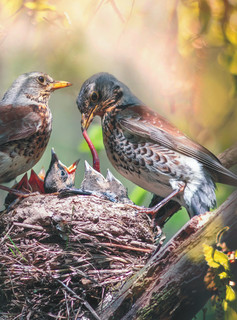 Большая книга о птицах. 1001 фотография 11