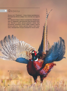 Большая книга о птицах. 1001 фотография 12