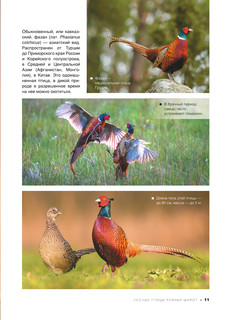 Большая книга о птицах. 1001 фотография 13