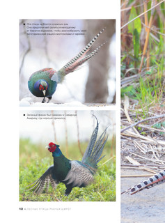 Большая книга о птицах. 1001 фотография 14