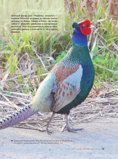 Большая книга о птицах. 1001 фотография 15