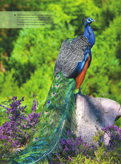 Большая книга о птицах. 1001 фотография 16