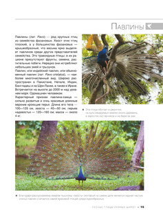 Большая книга о птицах. 1001 фотография 17