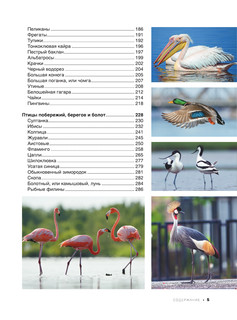 Большая книга о птицах. 1001 фотография 7