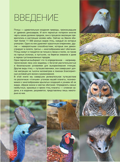 Большая книга о птицах. 1001 фотография 8