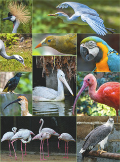 Большая книга о птицах. 1001 фотография 9