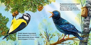 Такие разные птицы. Книжки-картонки, загадки-рифмы 2