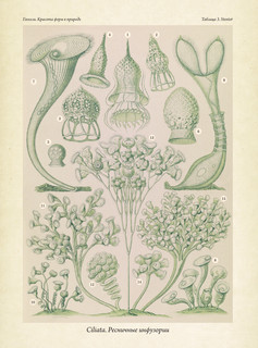 Красота форм в природе. Альбом старинных иллюстраций 11