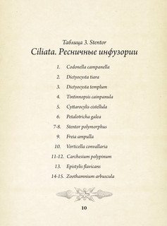 Красота форм в природе. Альбом старинных иллюстраций 12