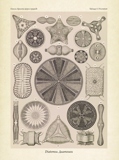 Красота форм в природе. Альбом старинных иллюстраций 13