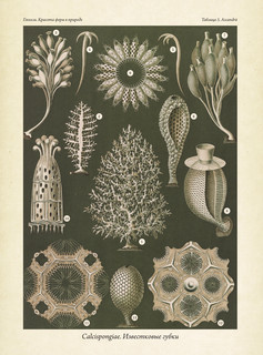 Красота форм в природе. Альбом старинных иллюстраций 15