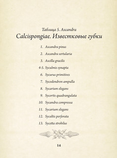 Красота форм в природе. Альбом старинных иллюстраций 16