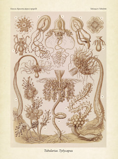 Красота форм в природе. Альбом старинных иллюстраций 17