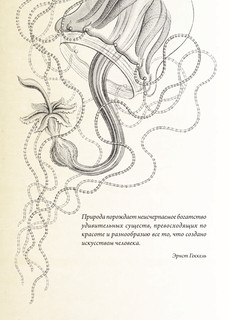 Красота форм в природе. Альбом старинных иллюстраций 5