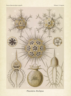 Красота форм в природе. Альбом старинных иллюстраций 7