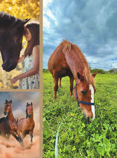 Большая книга о лошадях и пони. 1001 фотография 10