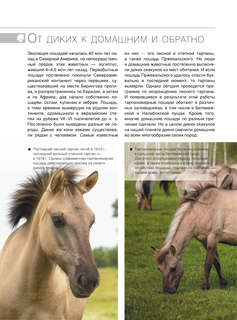 Большая книга о лошадях и пони. 1001 фотография 11