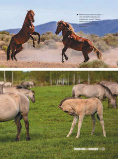 Большая книга о лошадях и пони. 1001 фотография 12