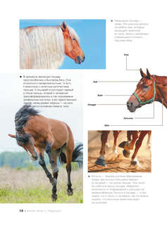 Большая книга о лошадях и пони. 1001 фотография 13