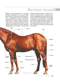 Большая книга о лошадях и пони. 1001 фотография 14