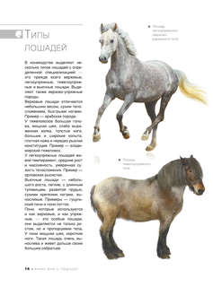 Большая книга о лошадях и пони. 1001 фотография 15