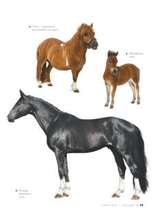 Большая книга о лошадях и пони. 1001 фотография 16
