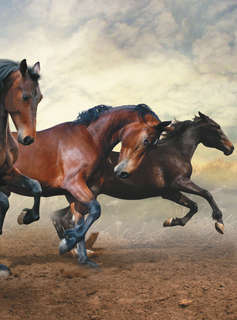 Большая книга о лошадях и пони. 1001 фотография 8