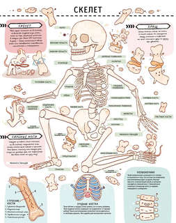 Книга с секретами. Секреты тела человека 5