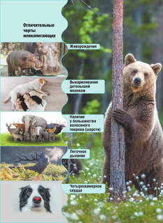 Животные: Детская карманная энциклопедия 8