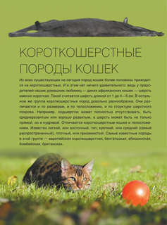 Большая книга о кошках и собаках. 1001 фотография 9