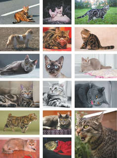 Большая книга о кошках и собаках. 1001 фотография 10