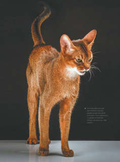 Большая книга о кошках и собаках. 1001 фотография 11