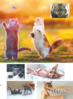 Большая книга о кошках и собаках. 1001 фотография 6