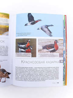 Большая красная книга: 1001 фотография 11