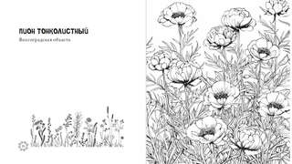 Раскраска-антистресс: Чарующие краски России, Страницы нежности и красоты 3