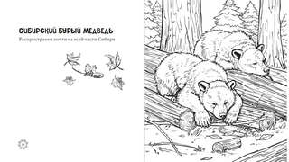 Раскраска-антистресс: Чарующие краски России, Страницы нежности и красоты 5