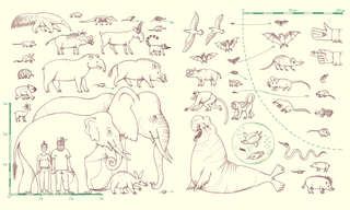 Невероятные носы 2