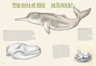 На грани исчезновения: животный мир Земли 12