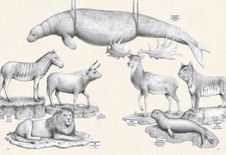 На грани исчезновения: животный мир Земли 8